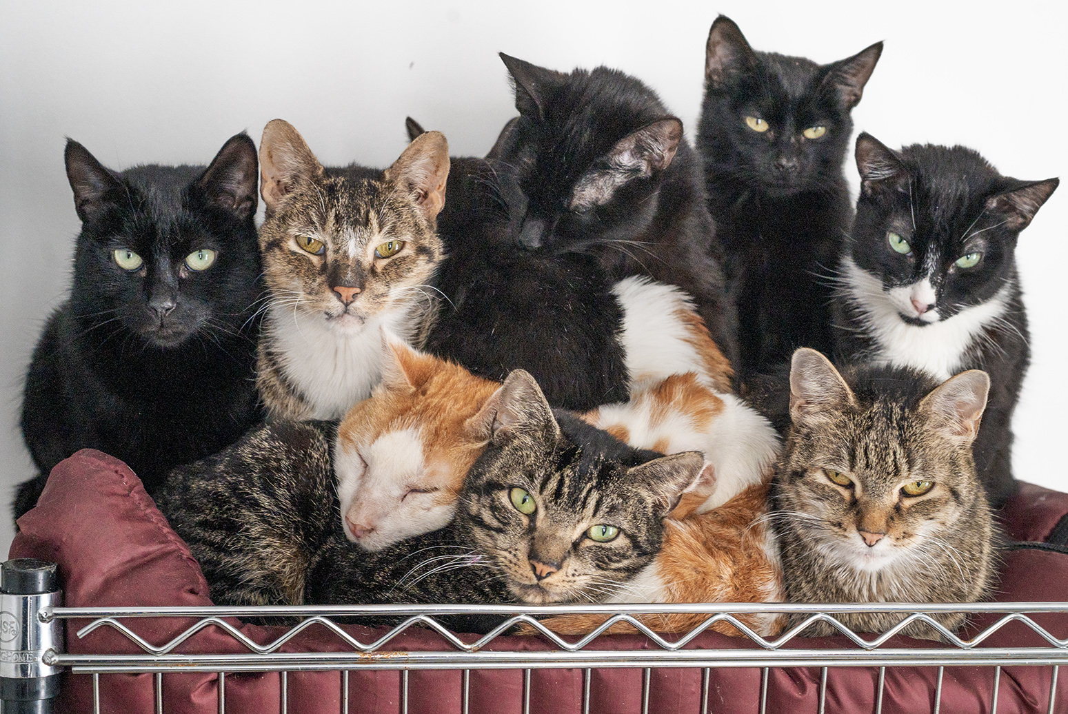 ace hearts photography cat nyc.jpg